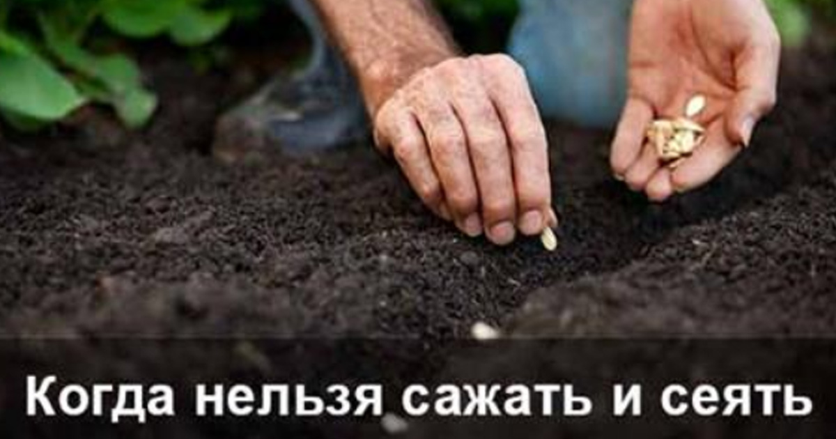 Как нельзя сажать и сеять Как нельзя сажать и сеять