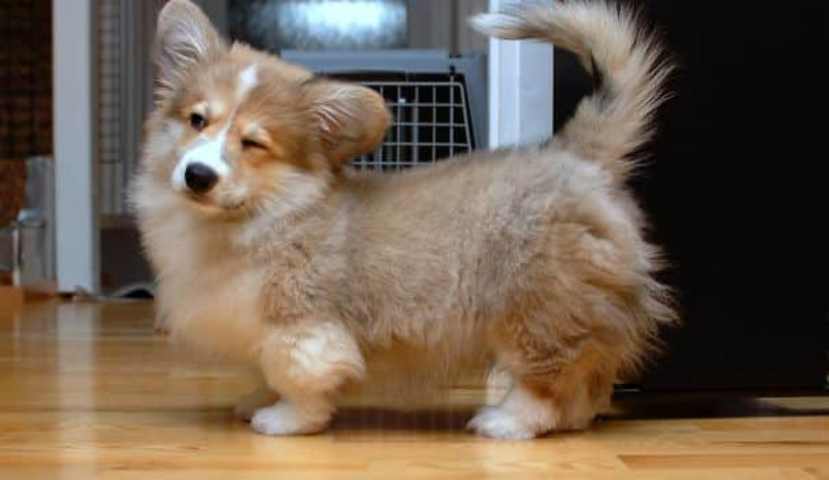 10 вариантов скрещивания собак Corgis с другими породами 10 вариантов скрещивания собак Corgis с другими породами