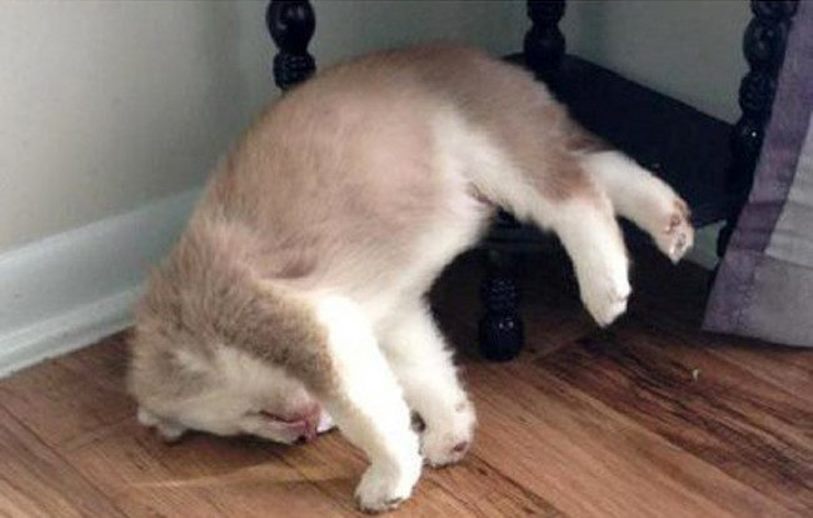 20 Собак, которые спят где угодно и когда угодно 20 Собак, которые спят где угодно и когда угодно