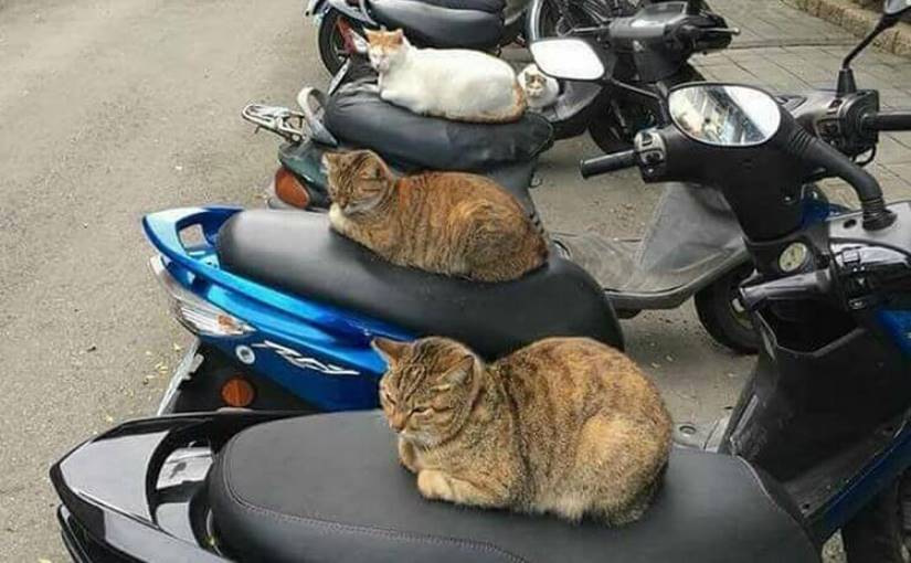 25 котов, глядя на которых НЕВОЗМОЖНО оставаться серьезным 25 котов, глядя на которых НЕВОЗМОЖНО оставаться серьезным