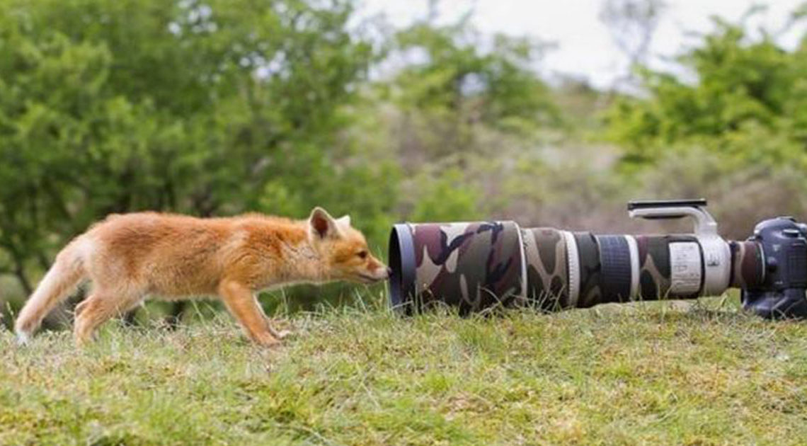 Фотографы дикой природы: всё, что остаётся за кадром Фотографы дикой природы: всё, что остаётся за кадром
