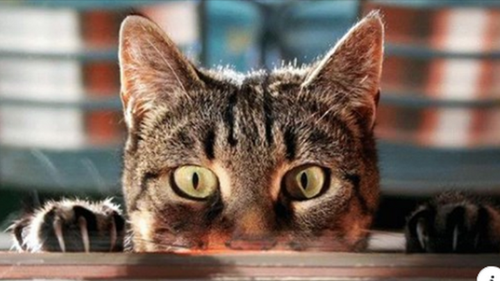 Как устроены кошки: 20 увлекательных фактов